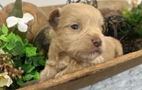 Red boy, a male Miniature Schnauzer for sale in Bristol, TN – 2 of 3