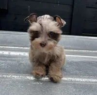 Merle , a male Miniature Schnauzer for sale in Bristol, TN – 2 of 4