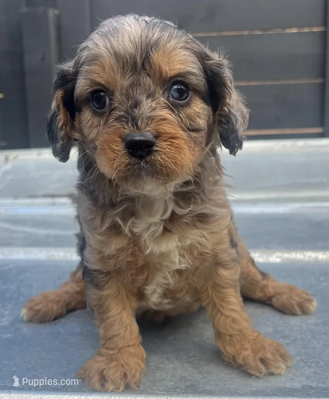 Cavapoo #3 – Cavalier King Charles Spaniel, Poodle - Toy  puppy for sale in Bristol, TN