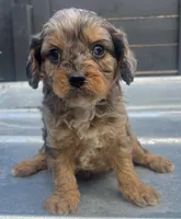 Cavapoo #3, a male Cavalier King Charles Spaniel and Poodle - Toy  for sale in Bristol, TN – Photo 1 of 2