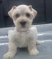 Cream male , a male Miniature Schnauzer for sale in Bristol, TN – Photo 1 of 2