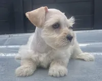 Cream male , a male Miniature Schnauzer for sale in Bristol, TN – Photo 2 of 2