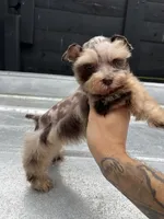 Merle , a male Miniature Schnauzer for sale in Bristol, TN – 3 of 4
