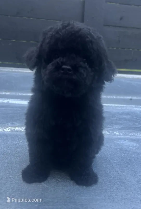 Black #2, a male Poodle - Miniature  for sale in Bristol, TN – 1 of 1