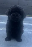 Black #2, a male Poodle - Miniature  for sale in Bristol, TN – 1 of 1