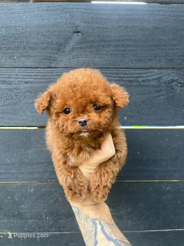 T-cup Cockapoo, a female Cocker Spaniel and Poodle - Toy  for sale in Bristol, TN – 1 of 3