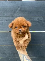 T-cup Cockapoo, a female Cocker Spaniel and Poodle - Toy  for sale in Bristol, TN – 1 of 3
