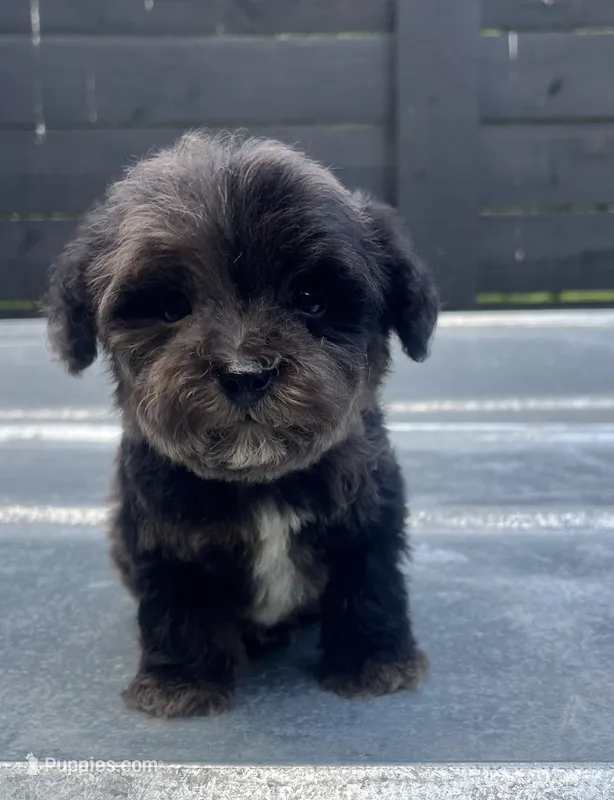 Merle boy #2  – Miniature Schnauzer, Poodle - Toy  puppy for sale in Bristol, TN