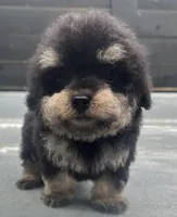 Toy #1, a male Poodle - Toy  for sale in Bristol, TN – Photo 2 of 3