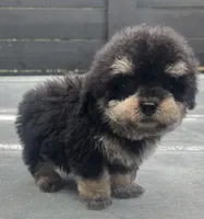 Toy #1, a male Poodle - Toy  for sale in Bristol, TN – Photo 1 of 3