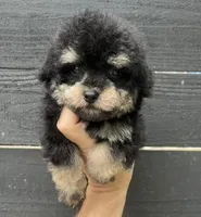 Toy #1, a male Poodle - Toy  for sale in Bristol, TN – Photo 3 of 3