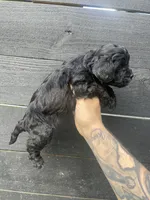 Cavapoo #2, a female Cavalier King Charles Spaniel and Poodle - Toy  for sale in Bristol, TN – 2 of 2
