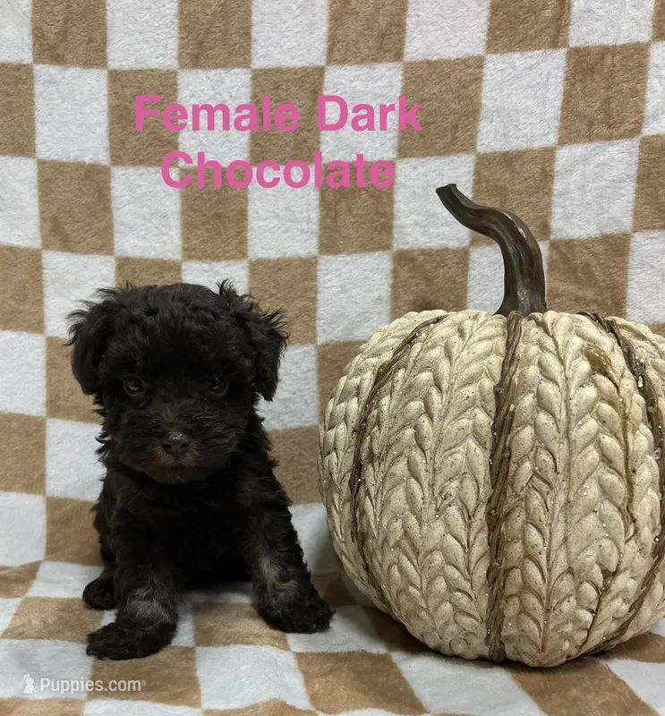 Chocolate F1 – Schnoodle puppy for sale in Bristol, TN