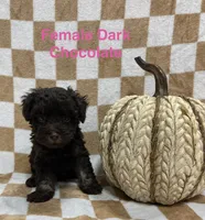 Chocolate F1, a female Schnoodle for sale in Bristol, TN – 1 of 1