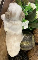 Red parti , a male Miniature Schnauzer for sale in Bristol, TN – 2 of 3