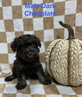 Chocolate M2, a male Schnoodle for sale in Bristol, TN – 1 of 1