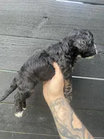 Cavapoo #1 , a female Cavalier King Charles Spaniel and Poodle - Toy  for sale in Bristol, TN – 2 of 2