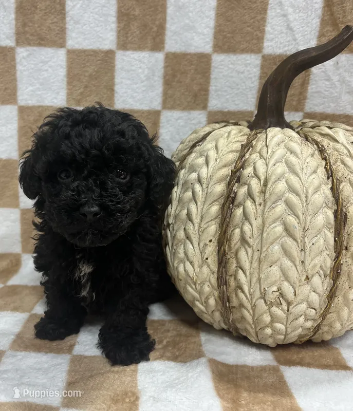 Black M1 – Poodle - Toy  puppy for sale in Bristol, TN