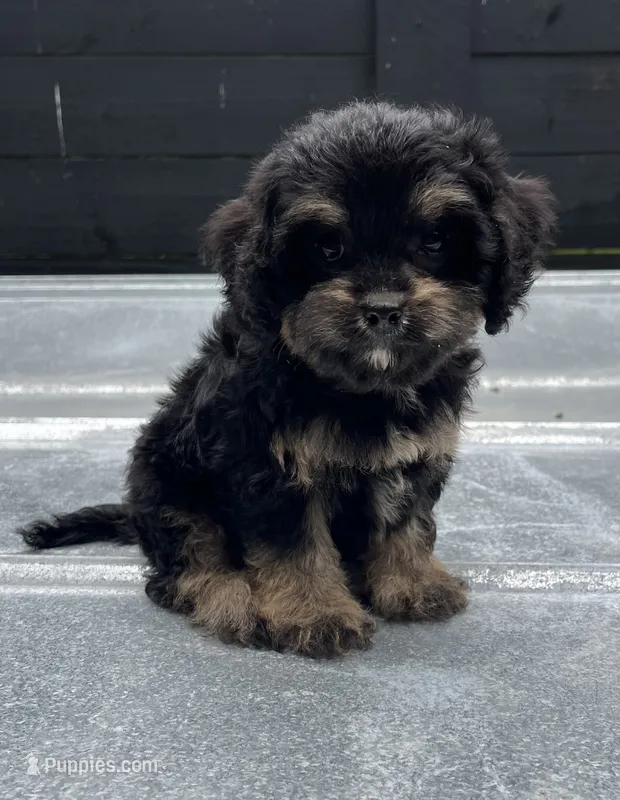Cavapoo #1 – Cavalier King Charles Spaniel, Poodle - Toy  puppy for sale in Bristol, TN
