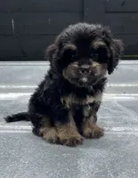 Cavapoo #1, a female Cavalier King Charles Spaniel and Poodle - Toy  for sale in Bristol, TN – 1 of 1