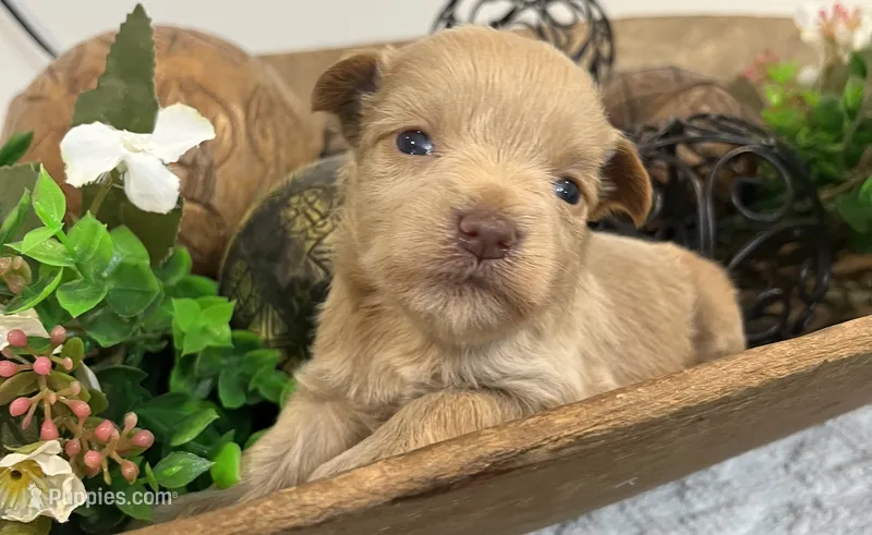 Red boy – Miniature Schnauzer puppy for sale in Bristol, TN