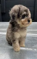 Merle toy , a male Poodle - Toy  for sale in Bristol, TN – 2 of 4