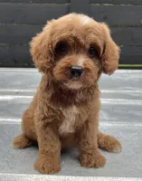 Cavapoo male #2 , a male Cavalier King Charles Spaniel and Poodle - Toy  for sale in Bristol, TN – 1 of 1