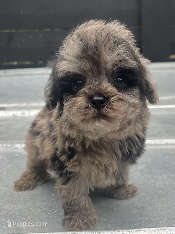 Toy merle #2  – Poodle - Toy  puppy for sale in Bristol, TN