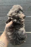 Toy merle #2 , a male Poodle - Toy  for sale in Bristol, TN – Photo 2 of 4