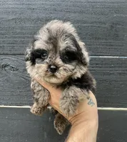 Toy merle #2 , a male Poodle - Toy  for sale in Bristol, TN – Photo 3 of 4