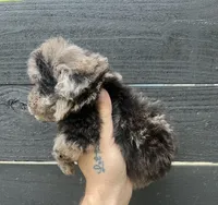 Toy merle #2 , a male Poodle - Toy  for sale in Bristol, TN – Photo 4 of 4