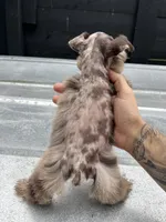 Merle , a male Miniature Schnauzer for sale in Bristol, TN – 4 of 4