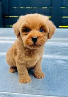 Red #1 w/ blues , a female Miniature Schnauzer and Poodle - Toy  for sale in Bristol, TN – 1 of 1