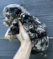 Merle ShihPoo , a female Shih Tzu and Poodle - Toy  for sale in Bristol, TN – 2 of 3