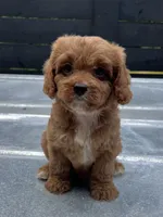 Cavapoo girl #1 , a female Cavalier King Charles Spaniel and Poodle - Toy  for sale in Bristol, TN – 1 of 1