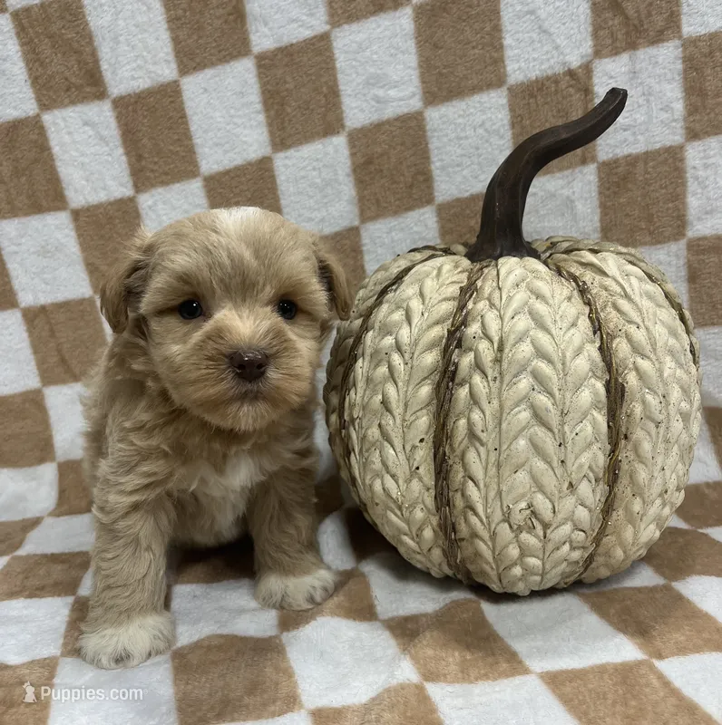 Red F#2 – Miniature Schnauzer puppy for sale in Bristol, TN