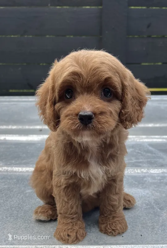 Cavapoo girl #3  – Cavalier King Charles Spaniel, Poodle - Toy  puppy for sale in Bristol, TN