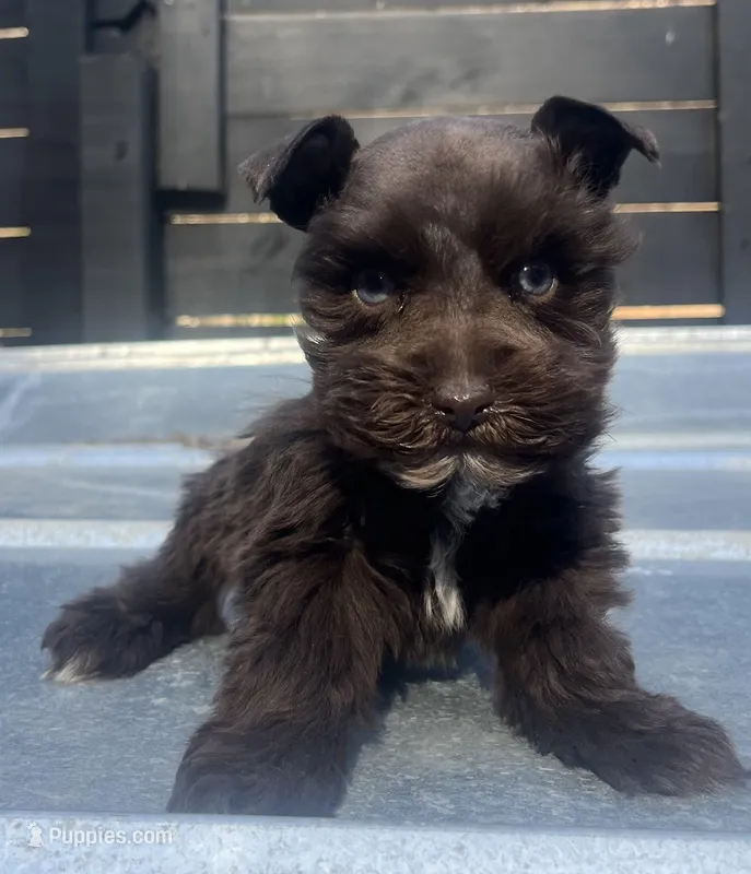 Liver  – Miniature Schnauzer puppy for sale in Bristol, TN
