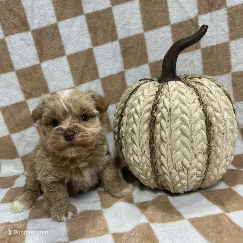 Red F #1  – Miniature Schnauzer puppy for sale in Bristol, TN