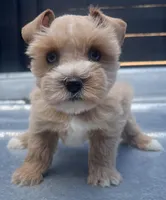 Red (Double Blues) , a female Miniature Schnauzer for sale in Bristol, TN – Photo 1 of 2