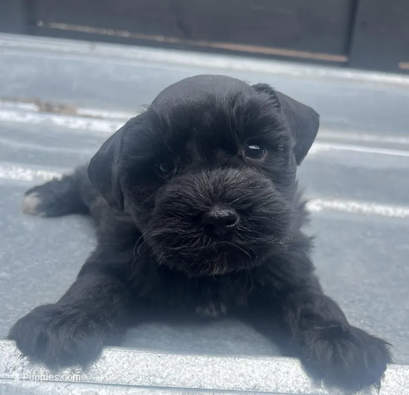 Mini #1 – Miniature Schnauzer puppy for sale in Bristol, TN