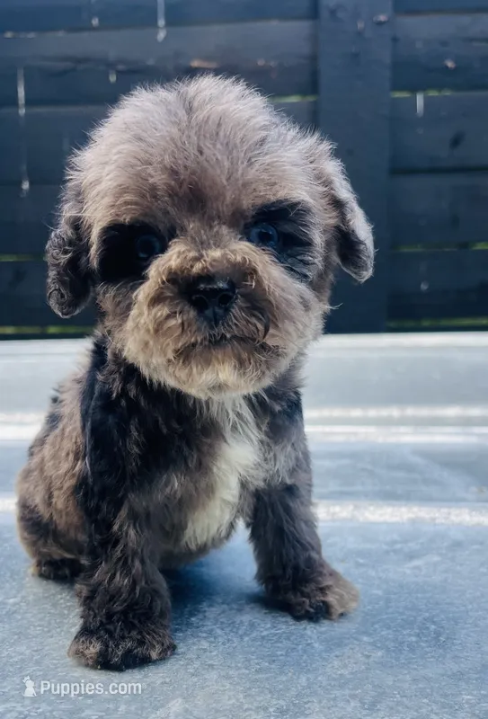 Merle boy w/ blues  – Miniature Schnauzer, Poodle - Toy  puppy for sale in Bristol, TN