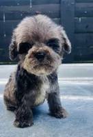 Merle boy w/ blues , a male Miniature Schnauzer and Poodle - Toy  for sale in Bristol, TN – 1 of 3