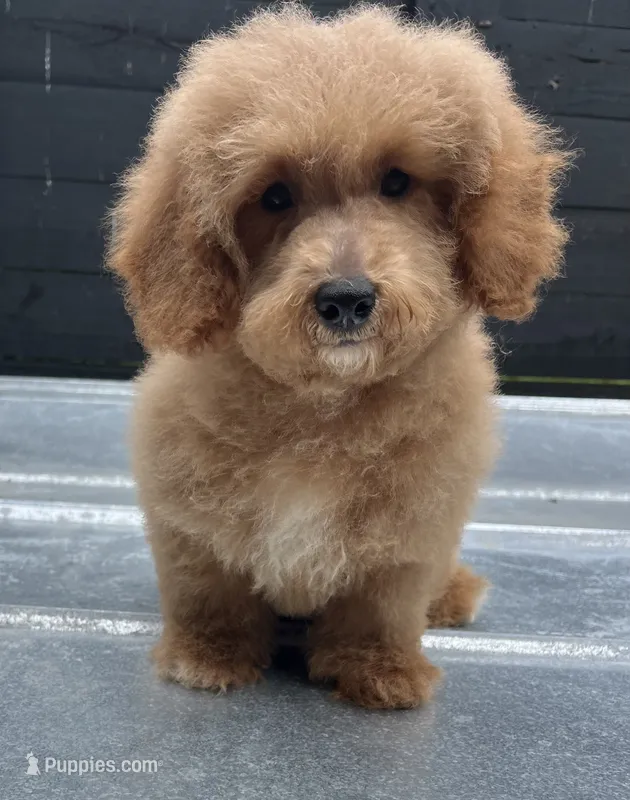 Red male  – Poodle - Miniature  puppy for sale in Bristol, TN