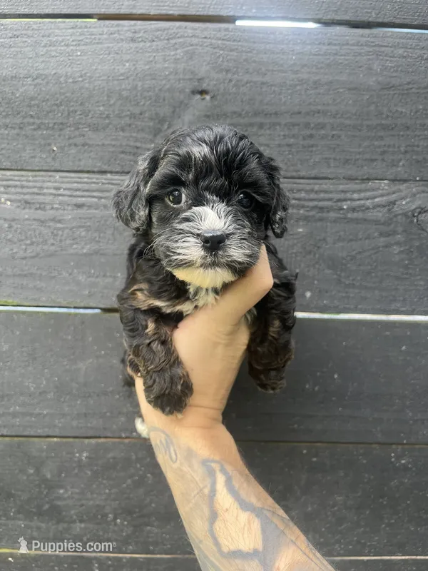 Cavapoo #1  – Cavalier King Charles Spaniel, Poodle - Toy  puppy for sale in Bristol, TN