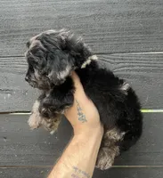 Cockapoo #1 , a male Cocker Spaniel and Poodle - Toy  for sale in Bristol, TN – Photo 2 of 3