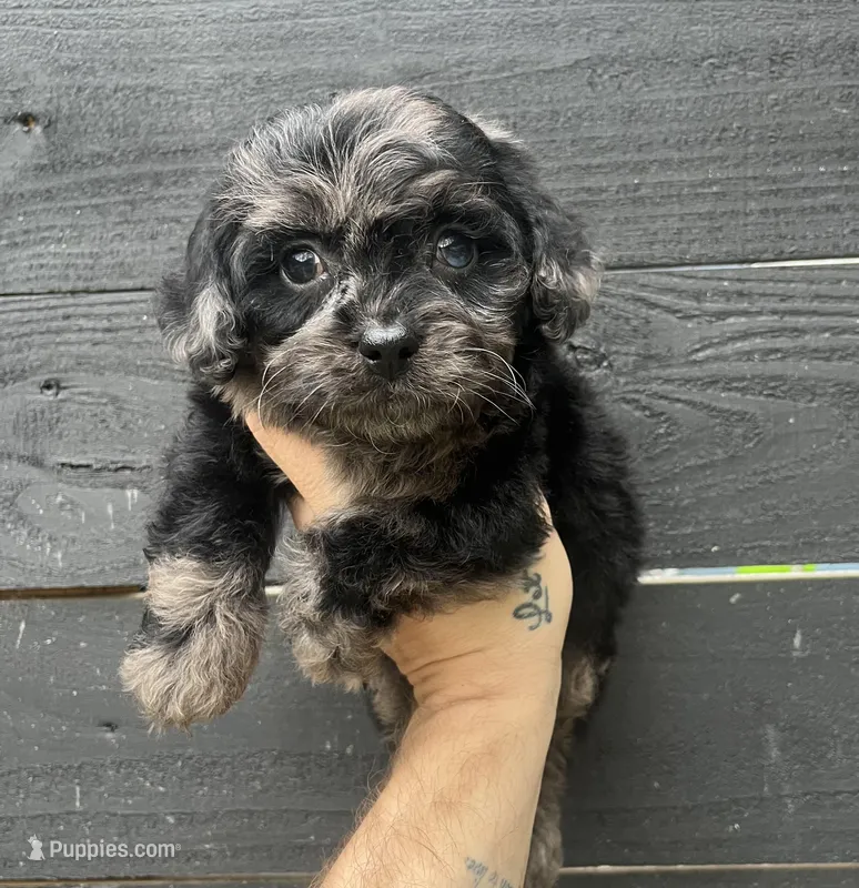 Cockapoo #1  – Cocker Spaniel, Poodle - Toy  puppy for sale in Bristol, TN