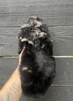 Cockapoo #1 , a male Cocker Spaniel and Poodle - Toy  for sale in Bristol, TN – Photo 3 of 3