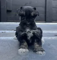 Mini Girl, a female Miniature Schnauzer for sale in Bristol, TN – Photo 1 of 3