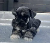 Mini Girl, a female Miniature Schnauzer for sale in Bristol, TN – Photo 2 of 3